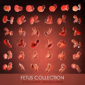 3D Fetus Collection - 37 models in development